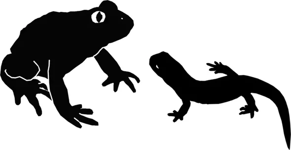 Fossil Frog Had a Salamander Lunch