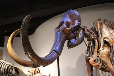 Mammoth