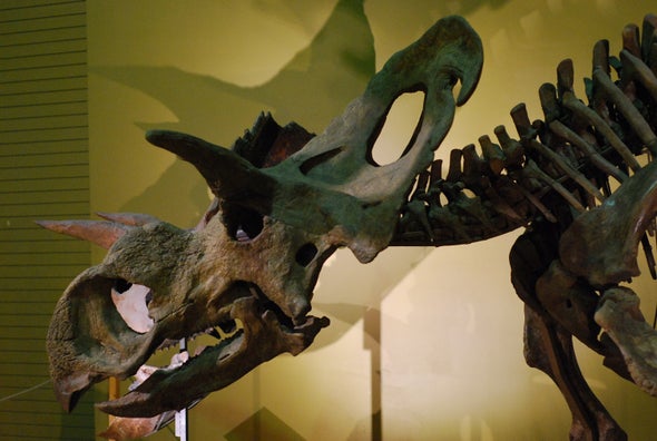 The Medusaceratops Mystery