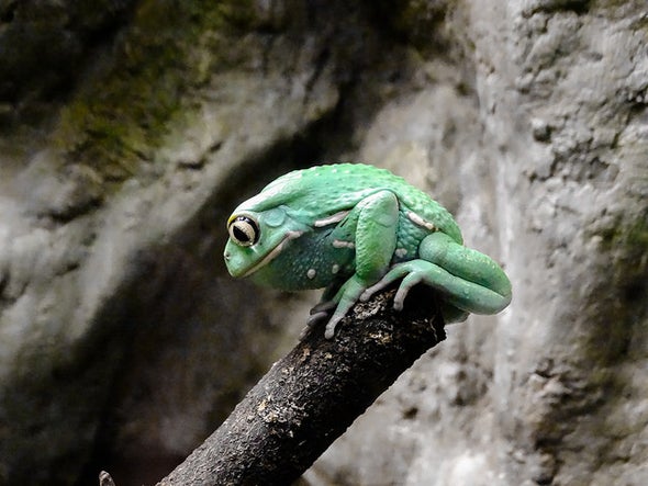 Are Zoos Failing Amphibians?