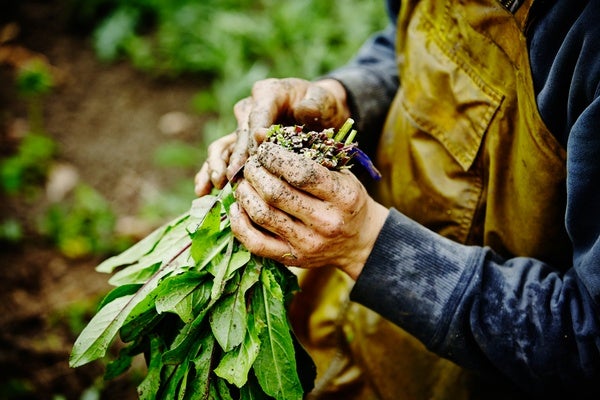 organic farming vs conventional farming