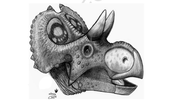Triceratops Dinosaur Poster - Paleo Joe