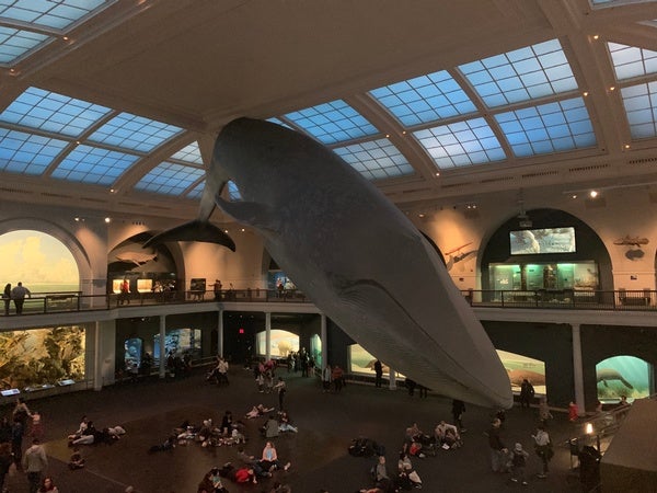 The Big Whale