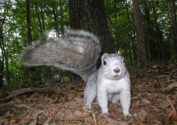 dangs giant squirrel