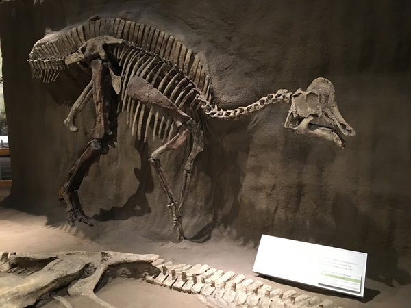 Hypacrosaurus