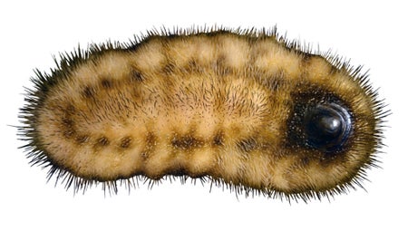 Calvapilosa