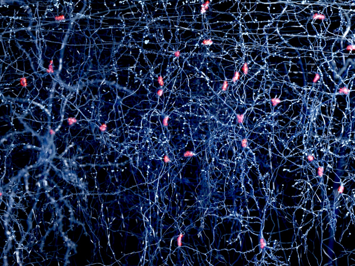 blogs.scientificamerican.com