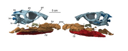 Sarahsaurus