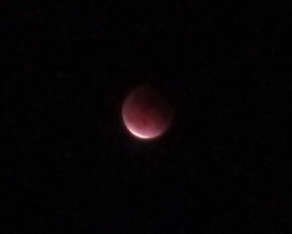 Under an Eclipse, a Lawn Full of Crawling Stars