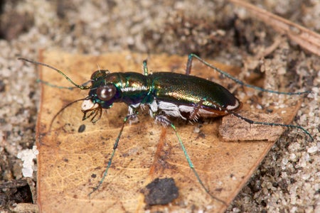 Miama tiger beetle