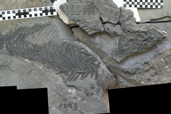 Early Ichthyosaur Marks Marine Reptile Boom and Bust - Scientific American  Blog Network