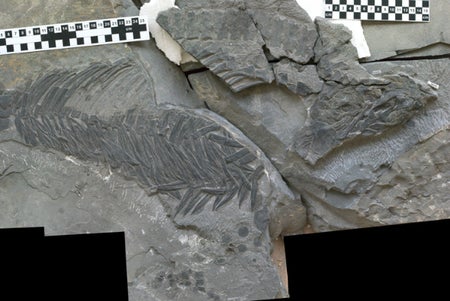 Ichthyosaur skeleton