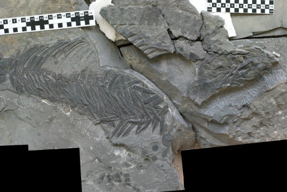Early Ichthyosaur Marks Marine Reptile Boom and Bust