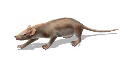 Spinolestes