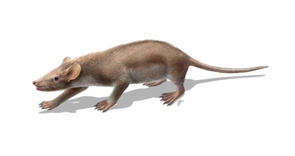 A Spiky Mammal from the Heyday of the Dinosaurs