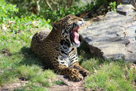 Jaguar