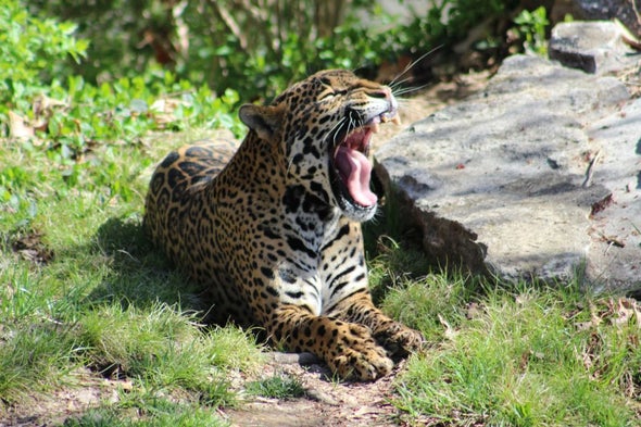 How Jaguars Survived the Ice Age