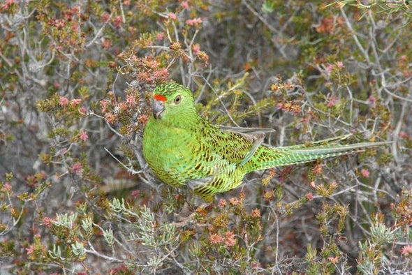 Fire Destroys 90 Percent Of Rare Bird S Habitat In Australia Scientific American Blog Network