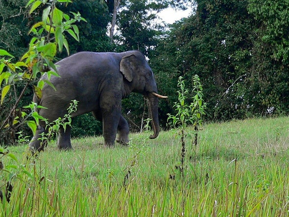 Asian Elephants Help Seed the Forest