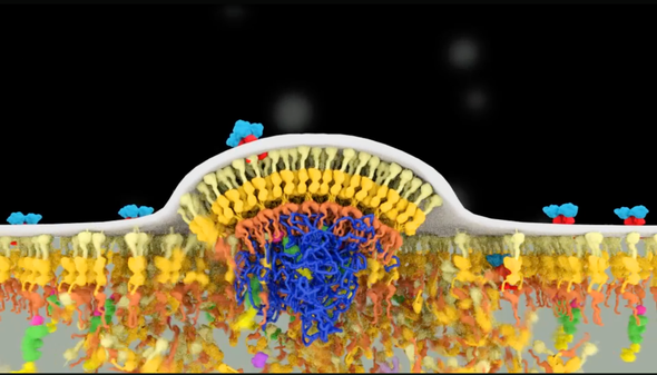 Watch the Life Cycle of HIV in Colorful New Detail
