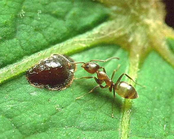 California Ants Rally to Repel Argentine Invaders