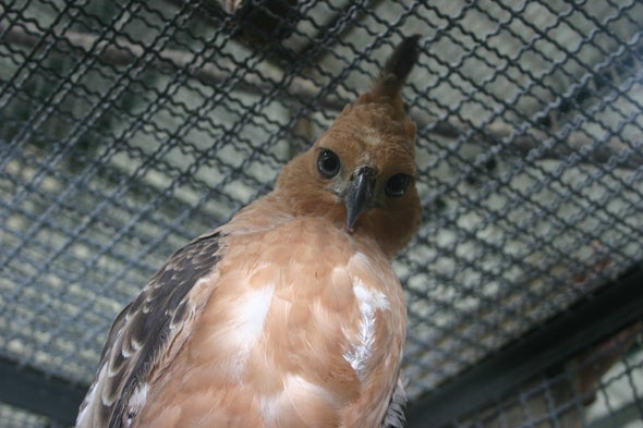 Illegal Pet Trade Threatens 13 Indonesian Birds with Extinction
