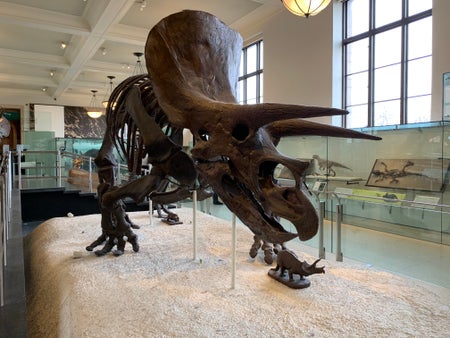 Triceratops