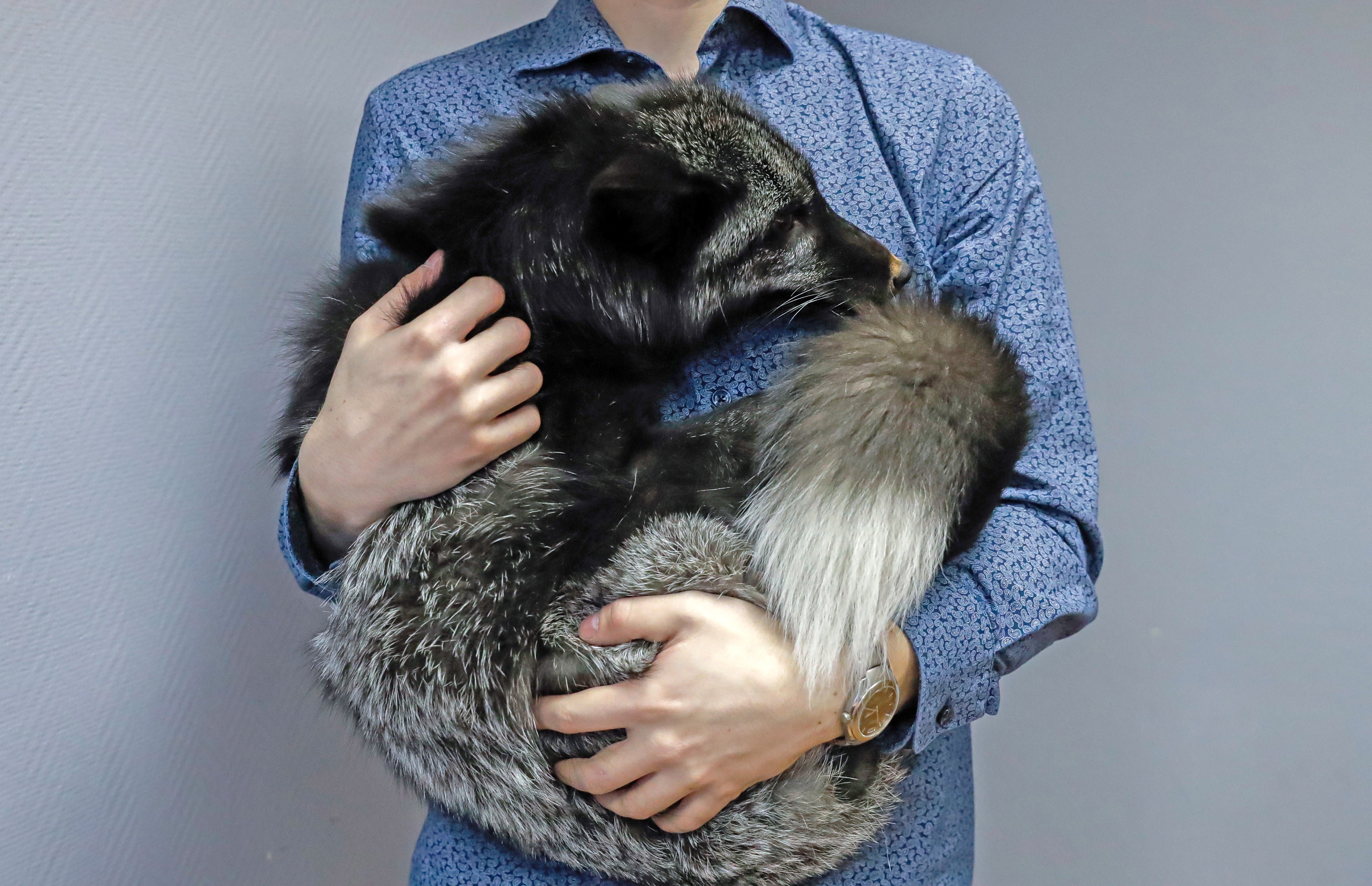 russian domesticated fox