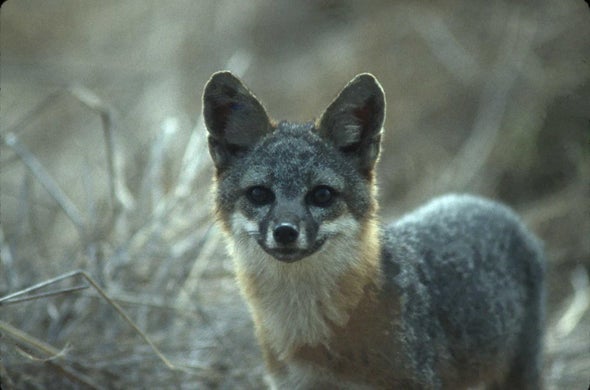 Island Fox May Have Lowest Genetic Variability of Any Wild Animal