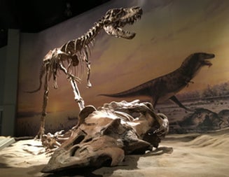 Terrible Teeth Reveal How Dinosaurs Chomped