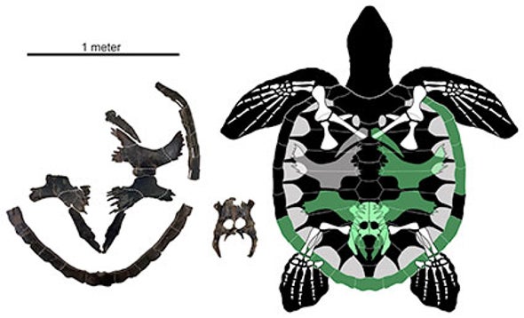 Paleo Profile: Martin's Sea Turtle