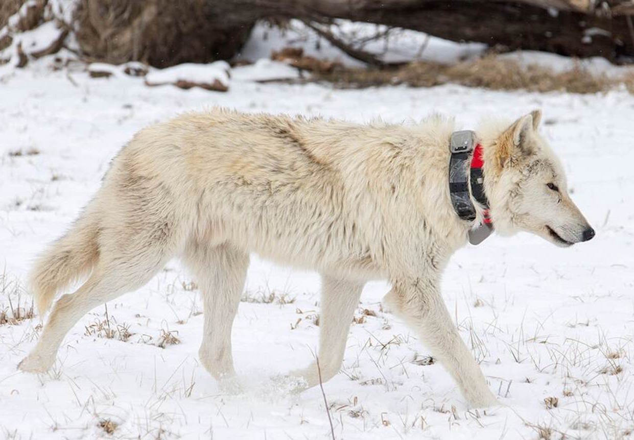 Wolf worn. Berti track Wolf. GPS animal tracking Wildlife.