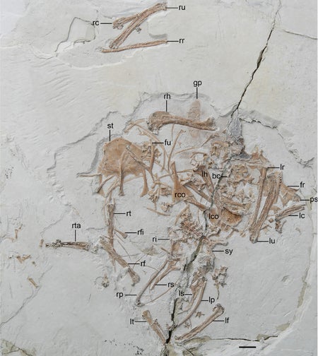 Fossil bird found with fish in its gut contents.