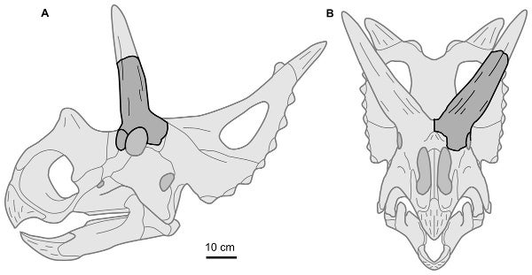 types of three horned dinosaurs