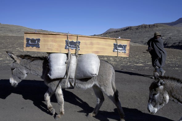 The Global Donkey Crisis--Yes, Really