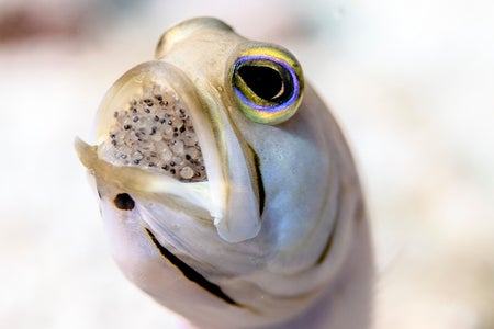 Scientific American Logo