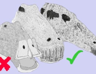 Enough with the "Duck-Billed Dinosaurs"