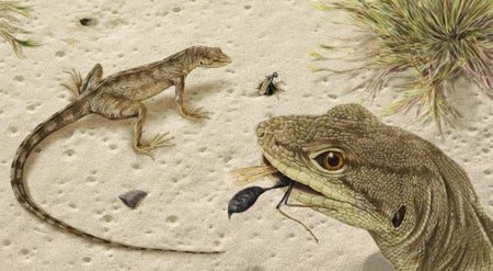 Lizard
