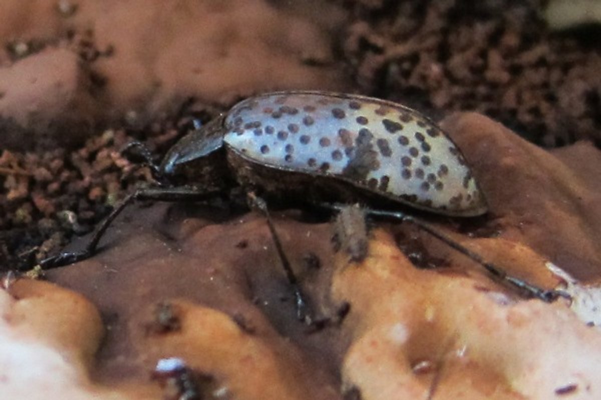 Conor Insect A Beetle Utopia on an Artist's Conk Fungus | Scientific American