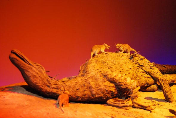 Fossil Jaws Are a Sign of When Mammals Bounced Back
