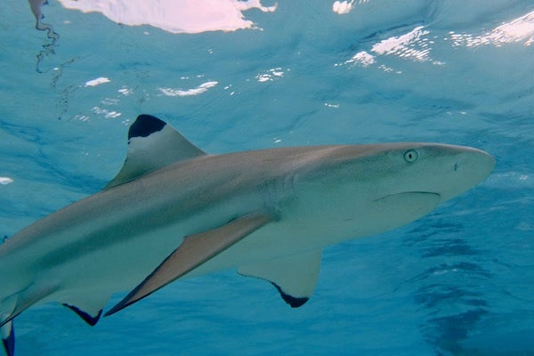 Are You Afraid of Sharks? Don't Be - Scientific American Blog Network