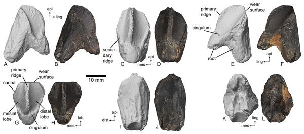 When Horned Dinosaurs Traveled East - Scientific American Blog Network