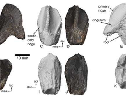 three horned dinosaurs list