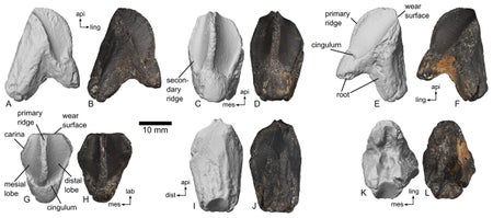 Tooth