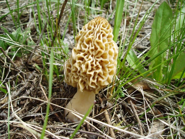 Learn about Rocky Mountain Mushrooms with Yours Truly