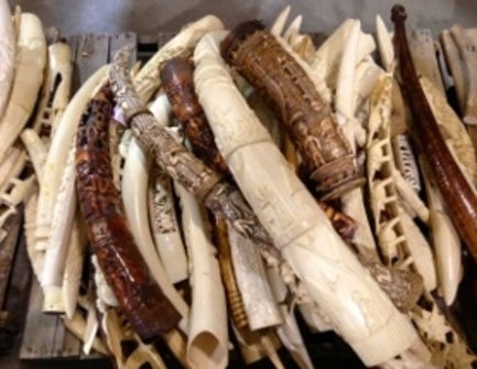 Why the U.S. Destroyed Its Ivory Stockpile - Scientific ...