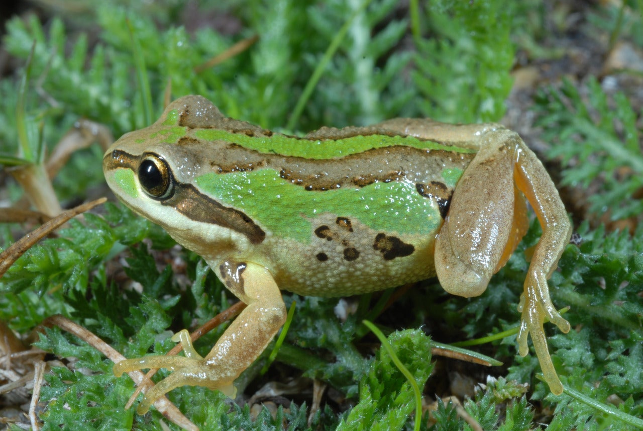 The Sneaky Ways 2 Frogs Are Beating A Killer Fungus - Scientific ...