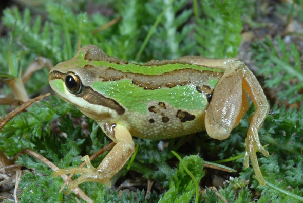The Sneaky Ways 2 Frogs Are Beating a Killer Fungus