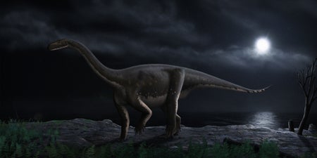 dinosaur