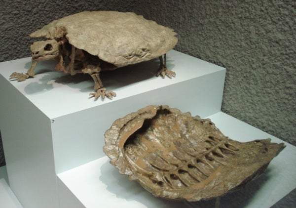 odontochelys triassic turtle